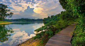 MacRitchie Reservoir