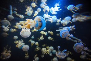 Sea Aquarium Singapore