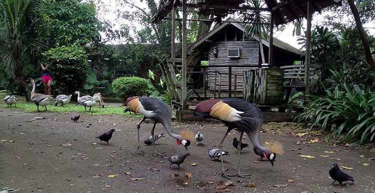 Animal Resort, Singapore