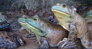 Jurong Frog Farm