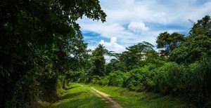 Bukit Timah Hill