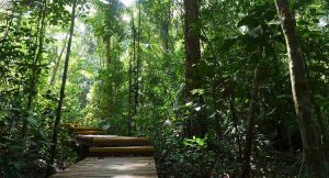 Windsor Park- Treetop Walk