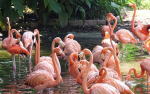 flamingo lake singapore