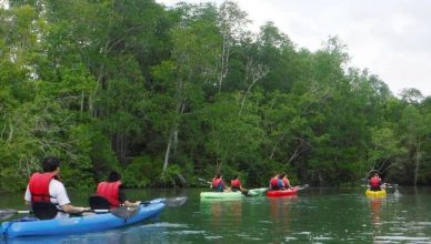 Exploring Mandai Mangroves in Singapore on a peaceful kayaking trip