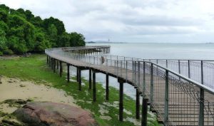 Chek Jawa Wetlands Pulau Ubin