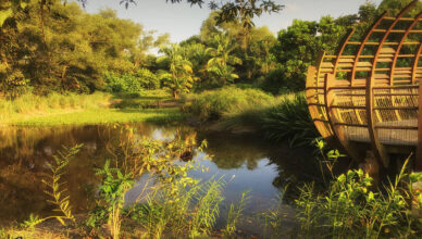 Scenic view of mangroves and wildlife at Sungei Buloh Wetland Reserve