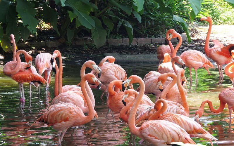 Jurong Bird Park Singapore